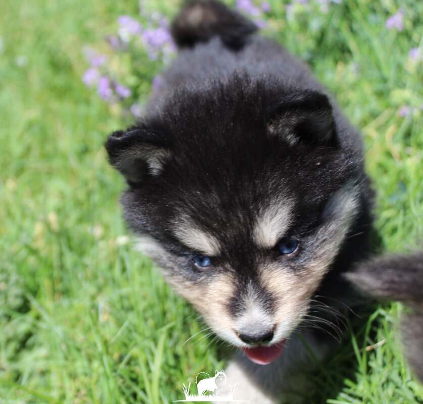 what is the personality of a pomsky