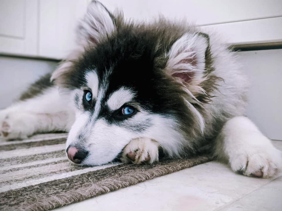 Discover the Charm of Black and White Pomsky Full Grown