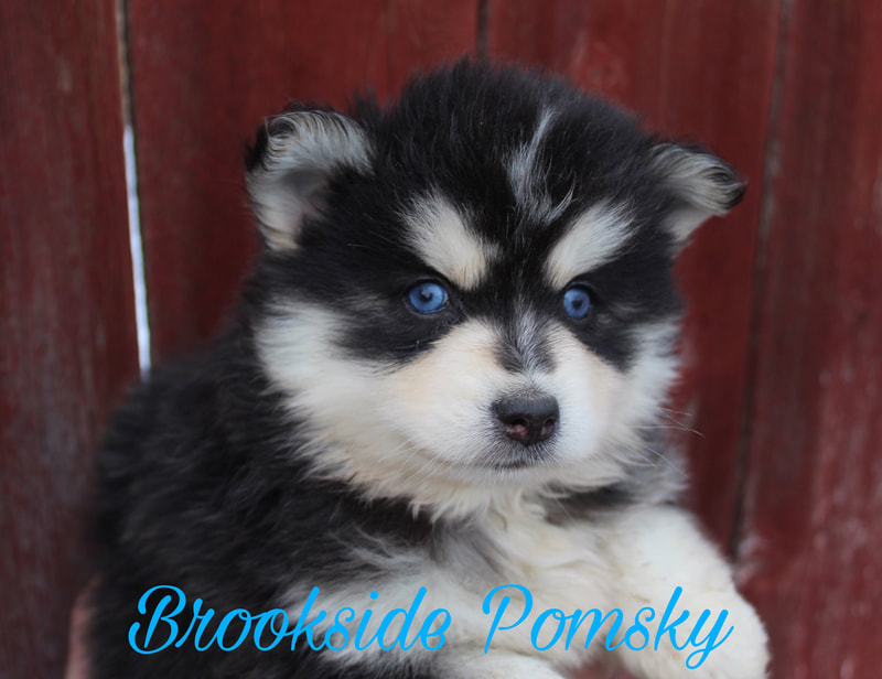 Brookside Pomsky black and white with blue eyed puppy