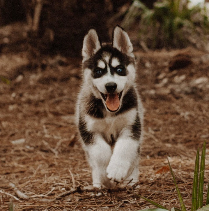 husky pup running on dirt