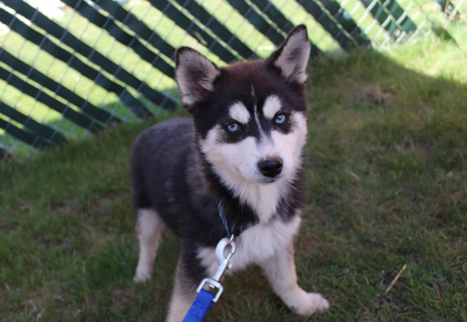 White and Black Pomsky dog with blue eyes standing on the grass. 