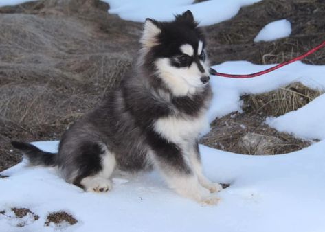 white and gray pomsky with blue eyes laying on the grass