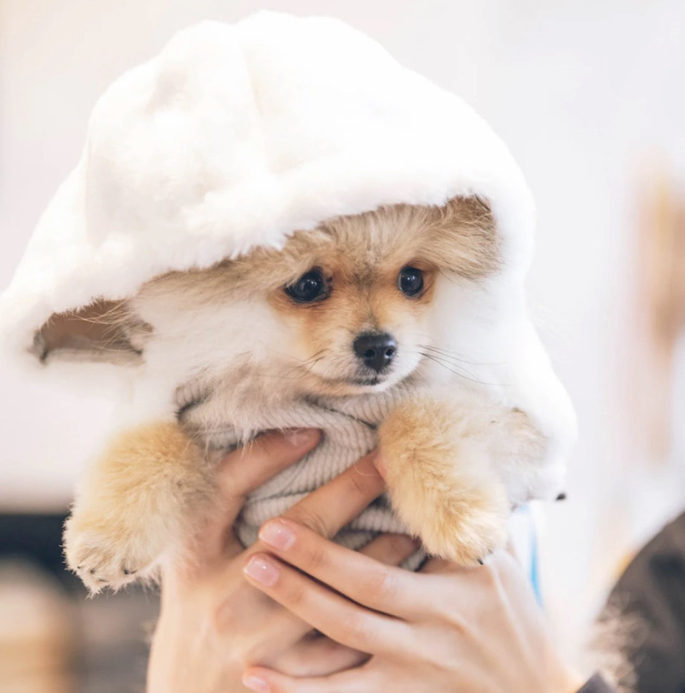 pomeranian dog with winter clothing 