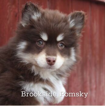 Brown and white pomsky with green eyes in front of old wooden fence