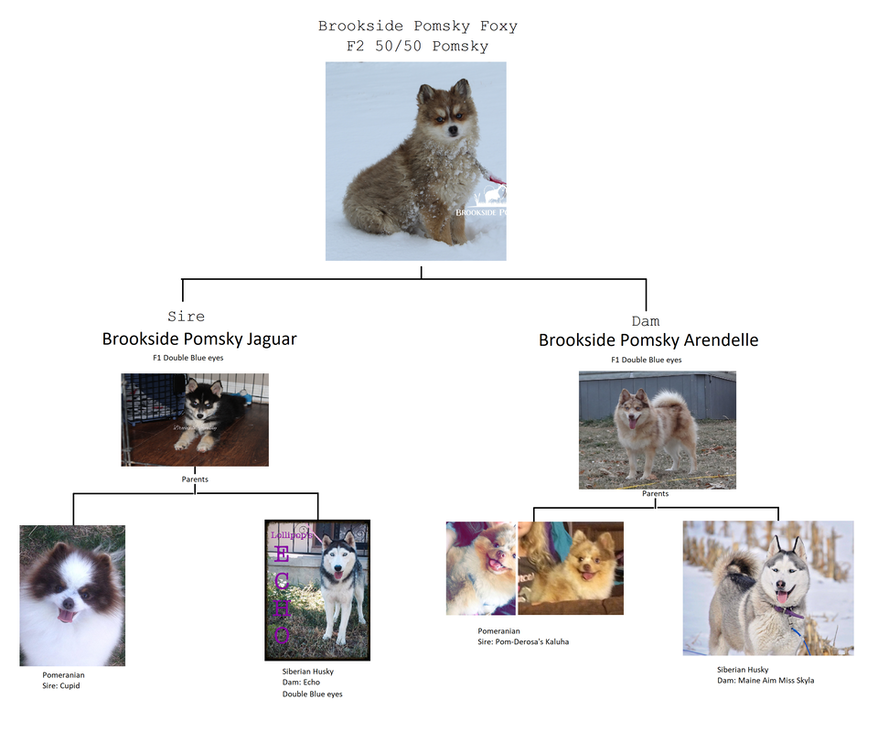 Pomsky Family Tree