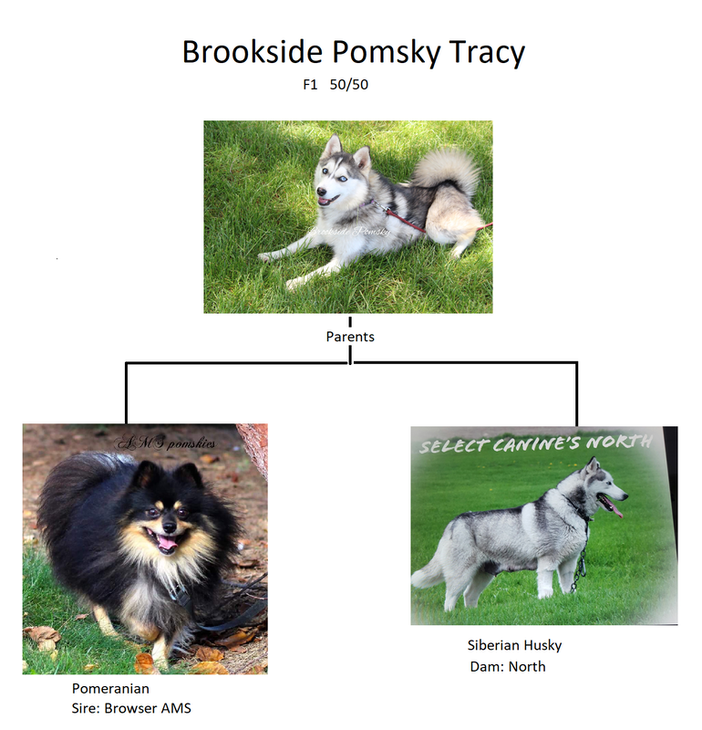 Pomsky family tree