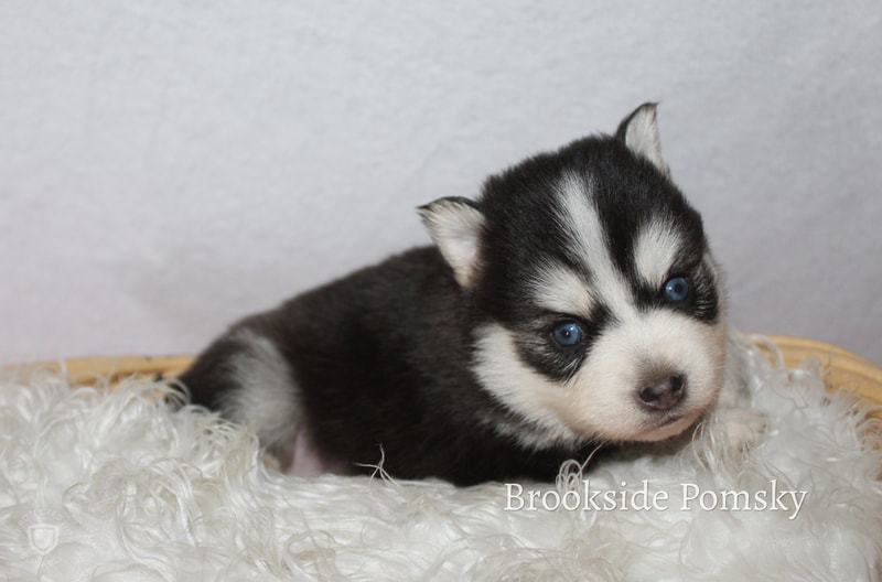 Brookside Pomsky Black and white puppy with blue eyes