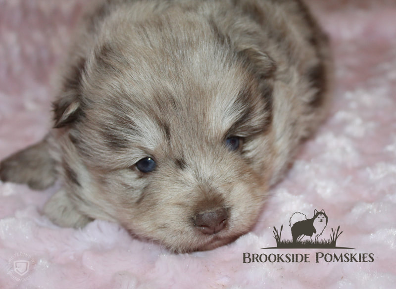 Brookside Pomsky spotted brown puppy