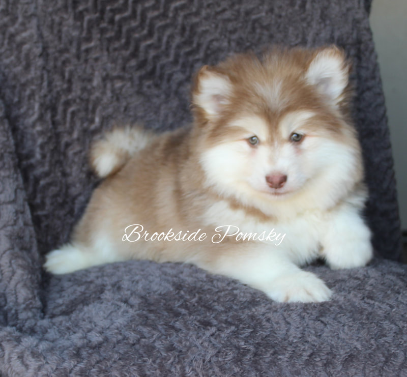 Brookside Pomsky fluffy brown puppy