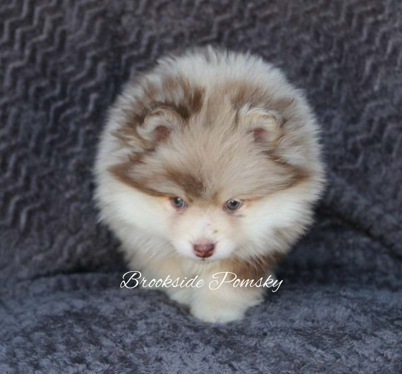 Brookside Pomsky brown and white puppy