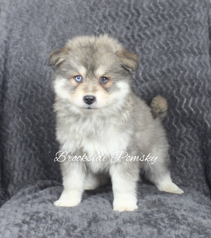 Brookside Pomsky blue and brown eyed puppy