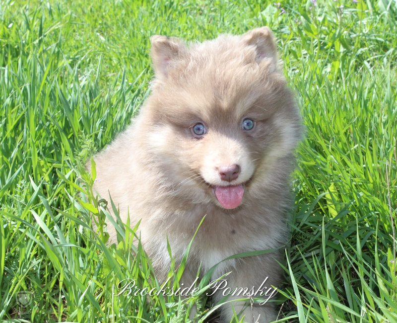 Brookside Pomsky light brown blue eyed puppy