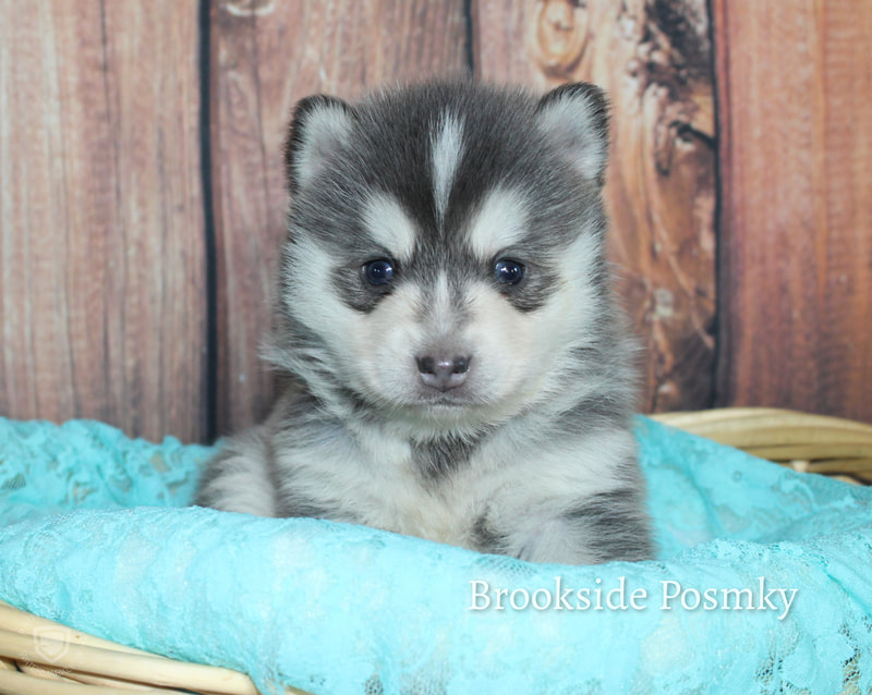 Brookside Pomsky grey and white puppy