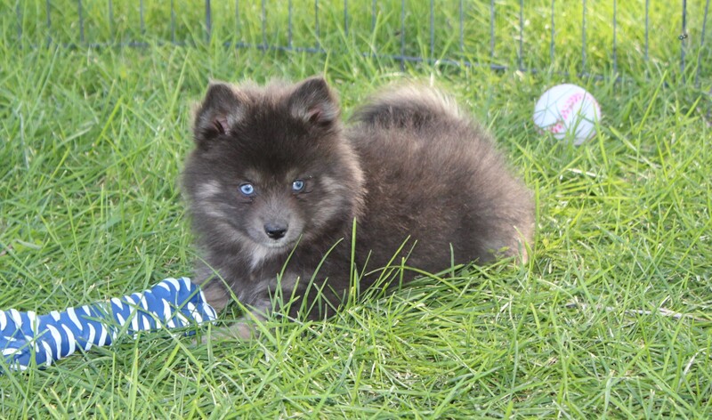 Brookside Pomsky  dark brown puppy with blue eyes