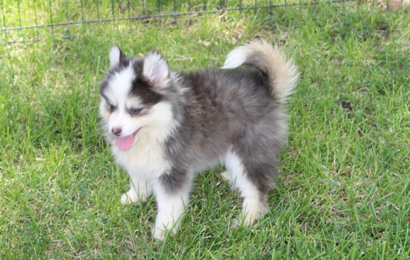 Brookside Pomsky black and white puppy with blue eyes