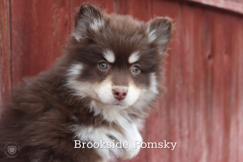 Brookside Pomsky  dark brown and white puppy