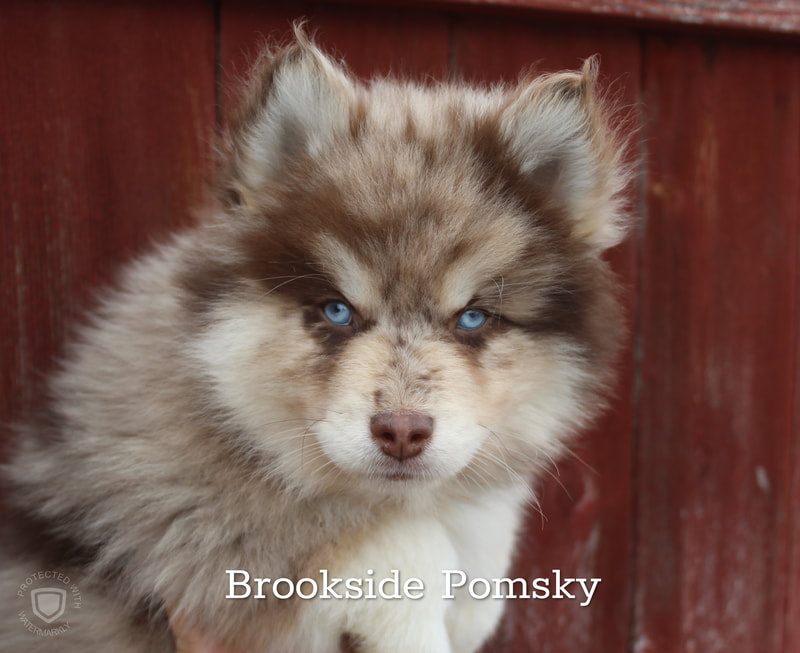 Brookside Pomsky dark brown and blue eyed puppy